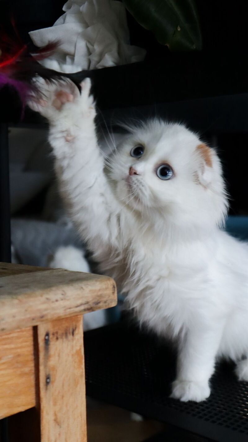 Sky Scottish Fold female, red van