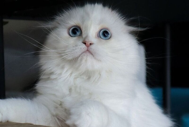 Sky Scottish Fold female, red van