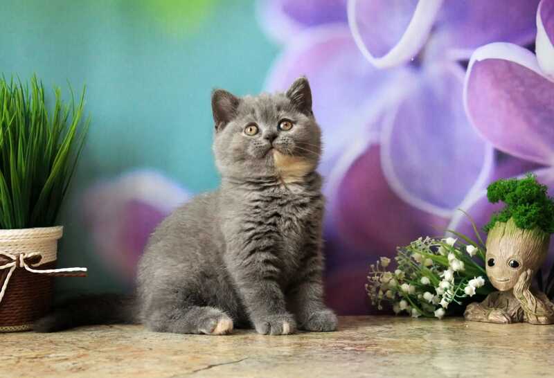 Yashma British Shorthair female blue tortie - live animals