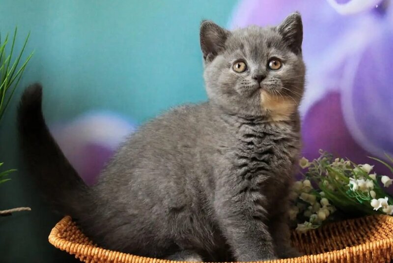 Yashma British Shorthair female, blue tortie