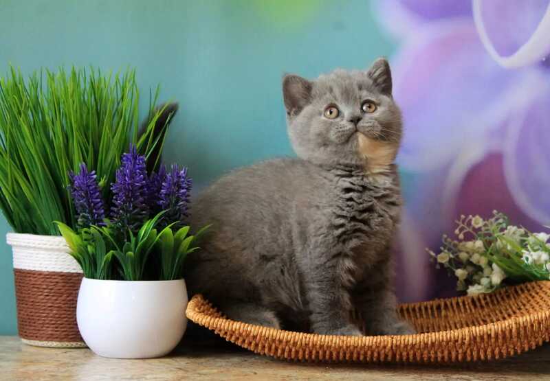 Yashma British Shorthair female blue tortie - live animals
