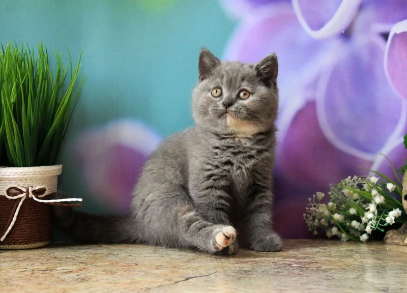 Yashma British Shorthair female blue tortie - live animals