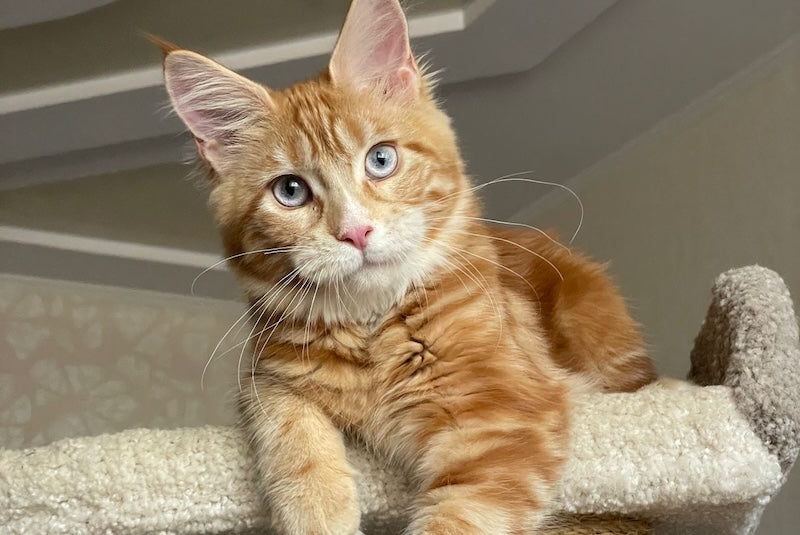 Mary Maine Coon female, red with white