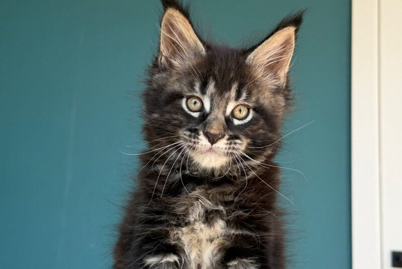 Rocci Maine Coon male, black tabby