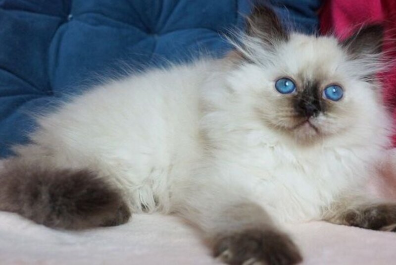 Chunga-Changa Siberian female, black tortie pointed