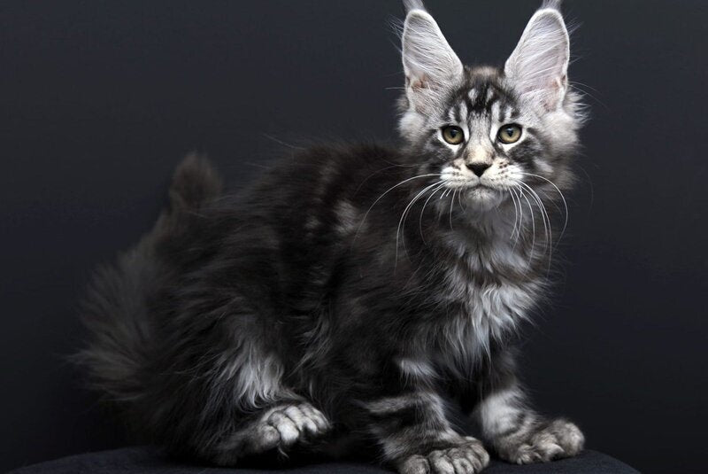 Fabio Maine Coon polydactyl male, black silver tabby