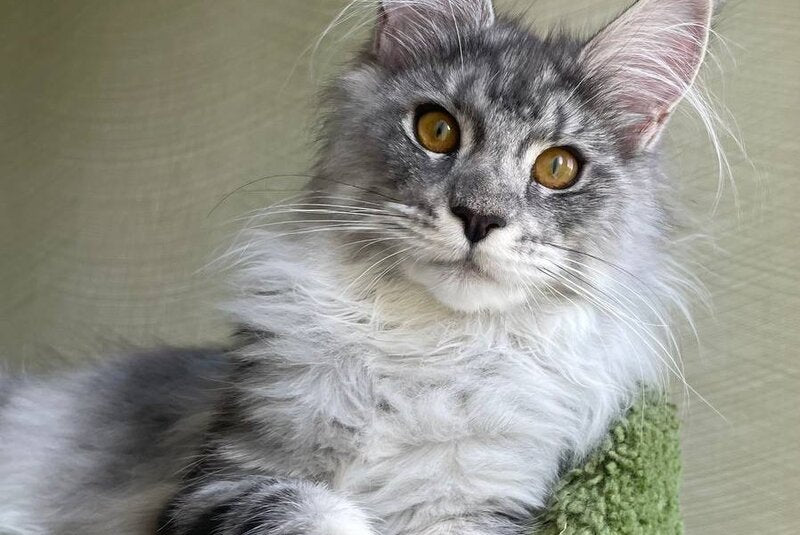Cynthia Maine Coon female, black silver tabby