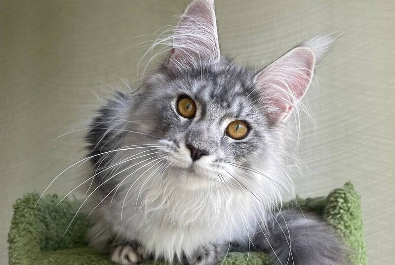 Cynthia Maine Coon female, black silver tabby