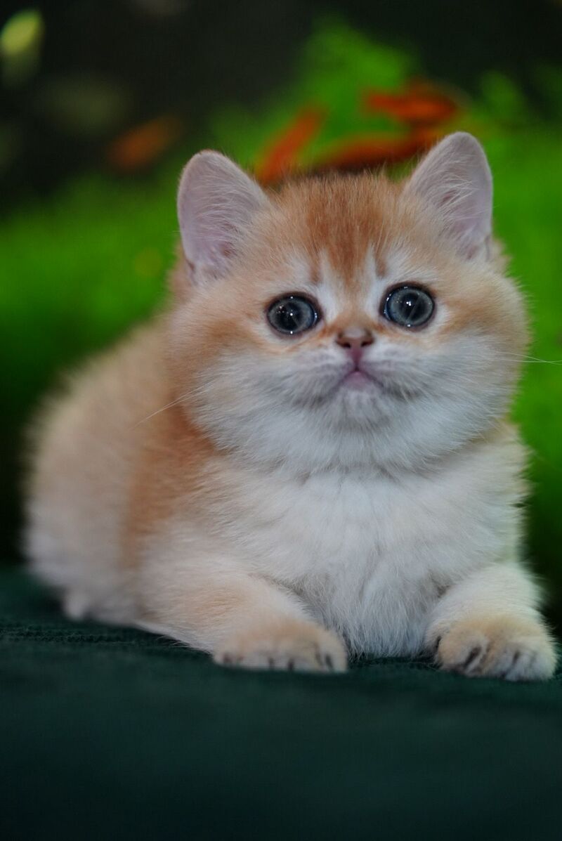 Leo British Shorthair male, black golden chinchilla