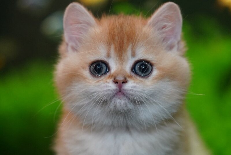 Leo British Shorthair male, black golden chinchilla