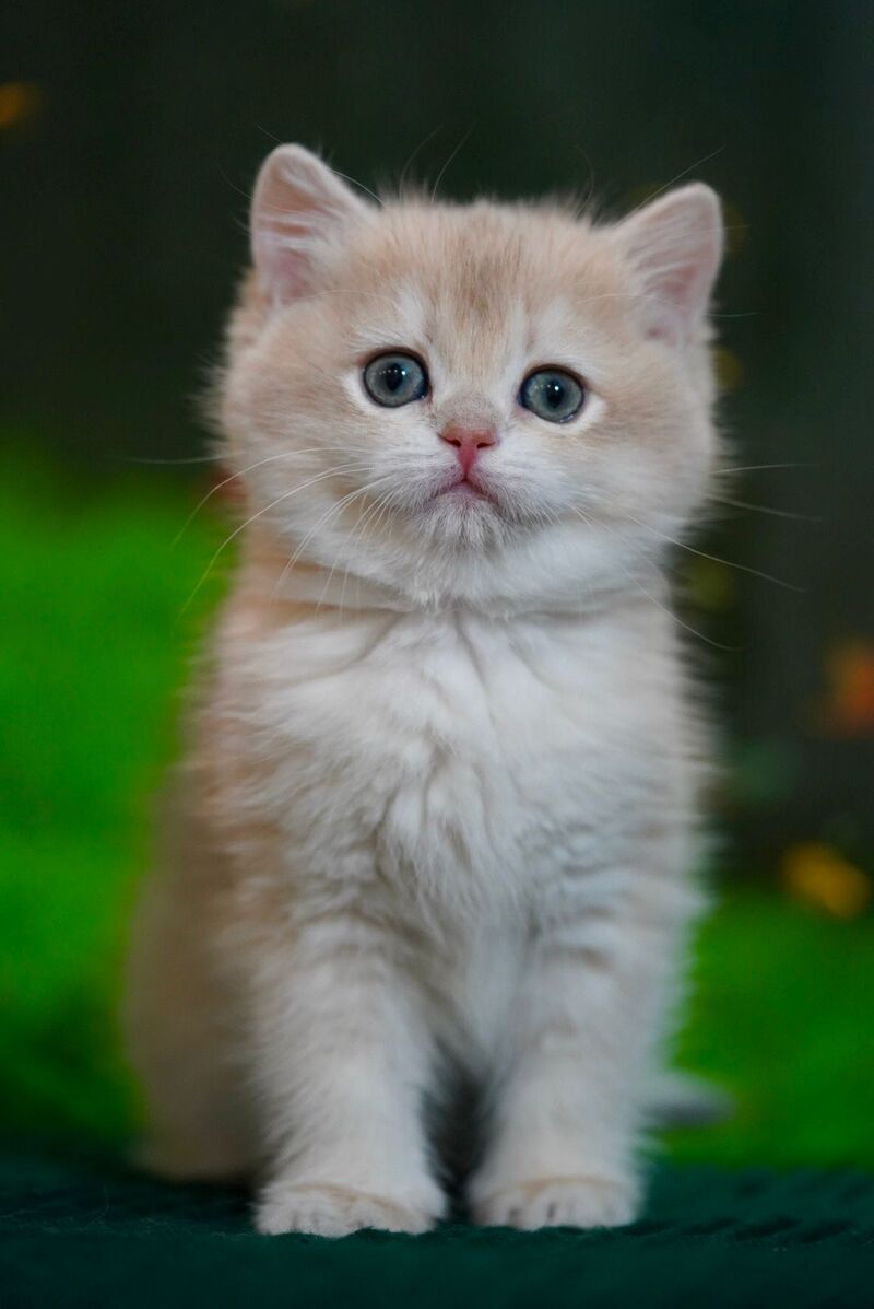 Leo British Shorthair male, black golden chinchilla