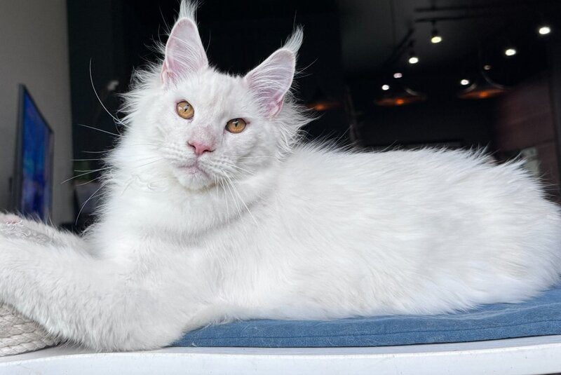 Hank Maine Coon male, red silver chinchilla