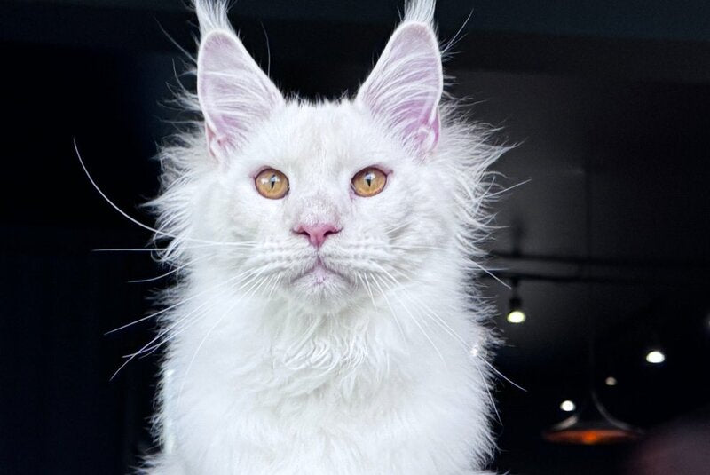 Hank Maine Coon male, red silver chinchilla