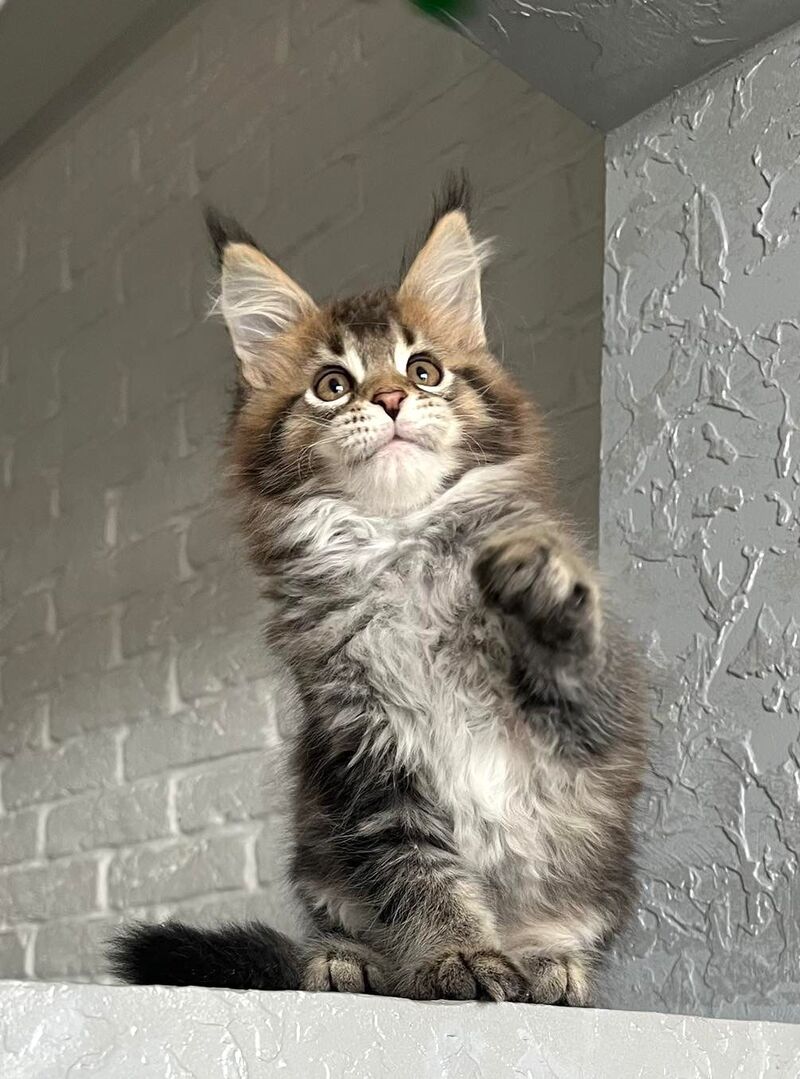 Xakim Maine Coon male black tabby - live animals