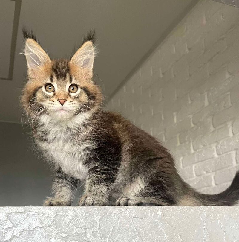 Xakim Maine Coon male black tabby - live animals