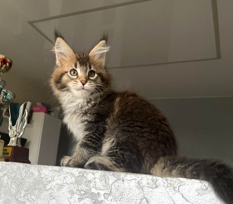 Xakim Maine Coon male black tabby - live animals