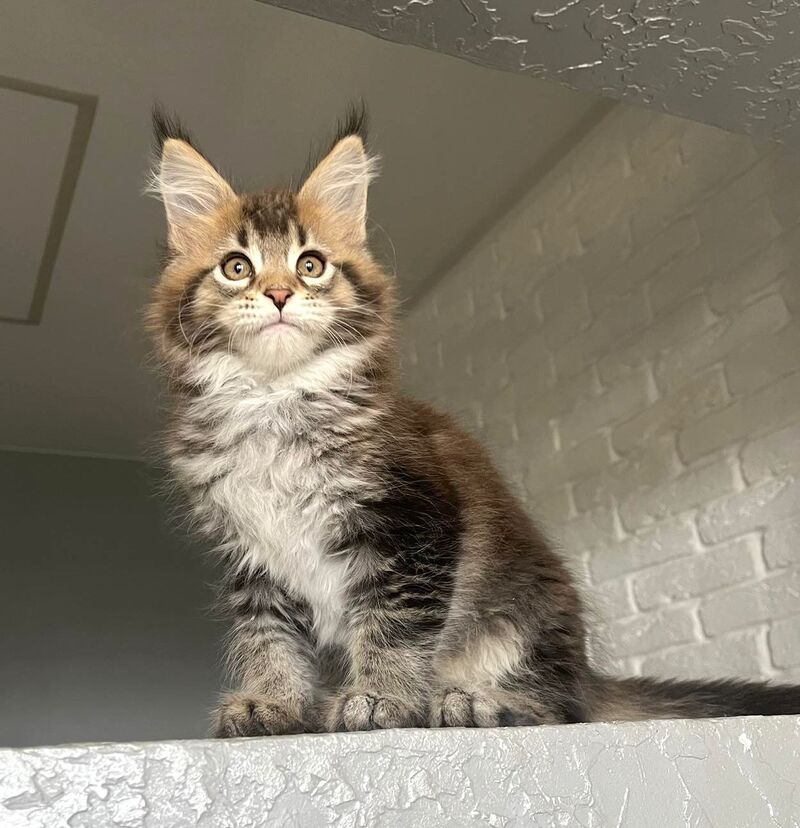 Xakim Maine Coon male black tabby - live animals