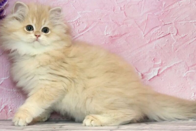 Azalea British Longhair female, lilac golden chinchilla