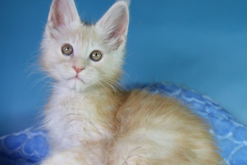 Chester Maine Coon male, red silver