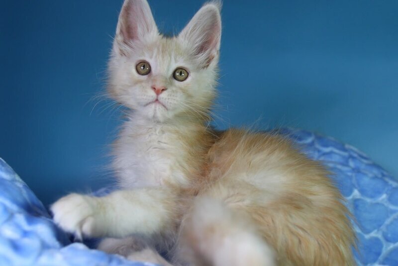 Chester Maine Coon male, red silver
