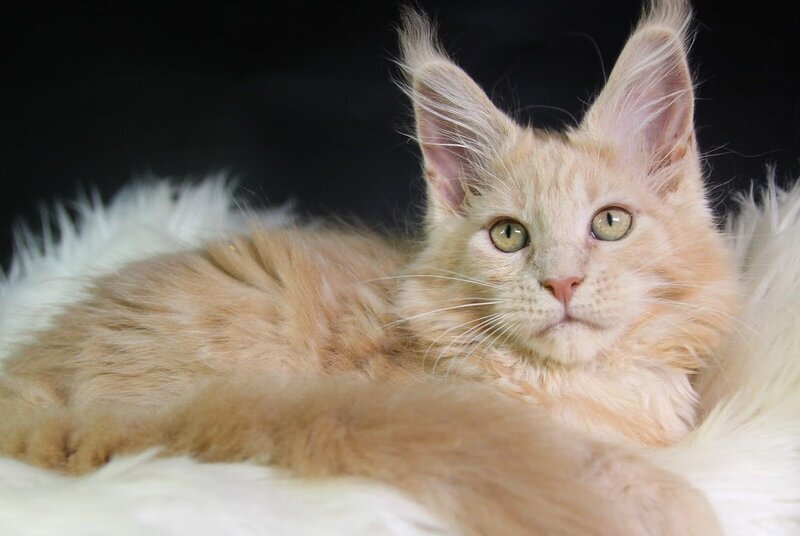 Cleo Maine Coon female, cream