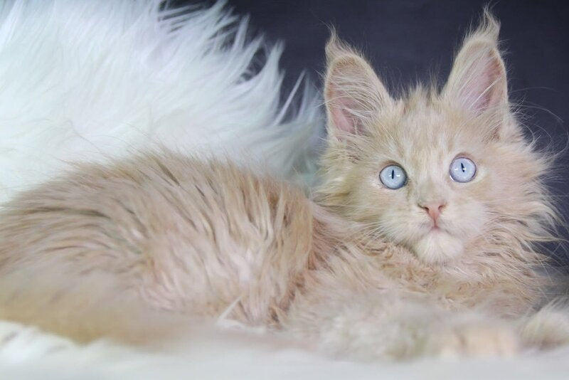 Cosmos Maine Coon male, cream