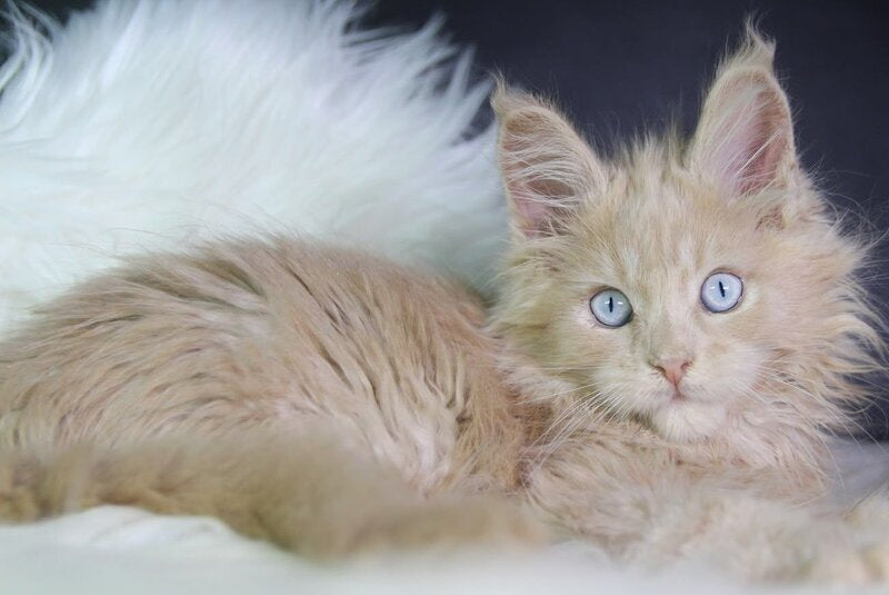 Cosmos Maine Coon male, cream