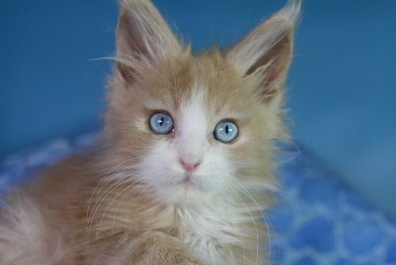 Candy Maine Coon male, cream bicolour