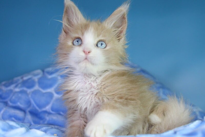 Candy Maine Coon male, cream bicolour