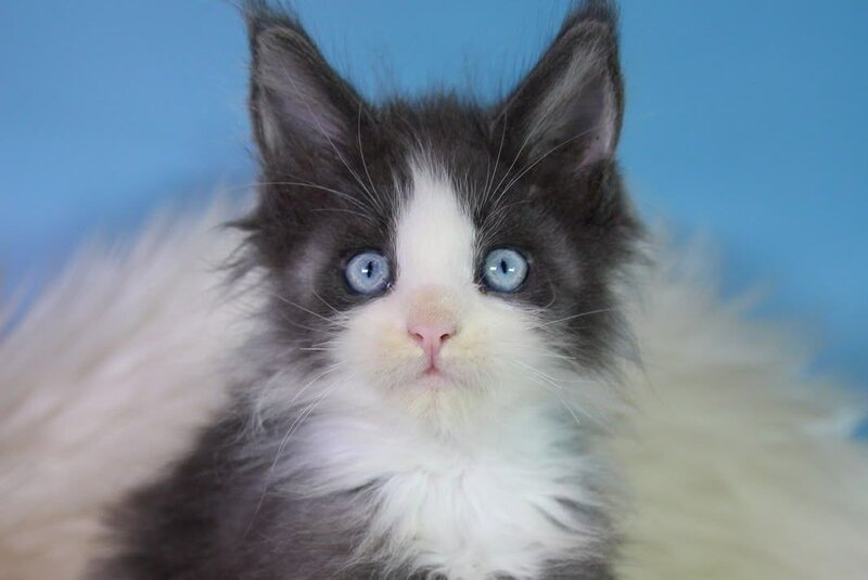 Fluffy Maine Coon male, blue bicolour
