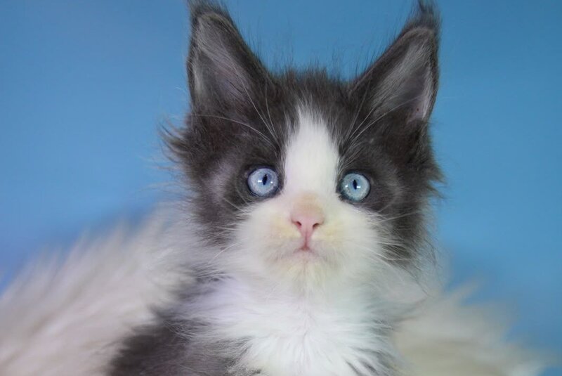 Fluffy Maine Coon male, blue bicolour