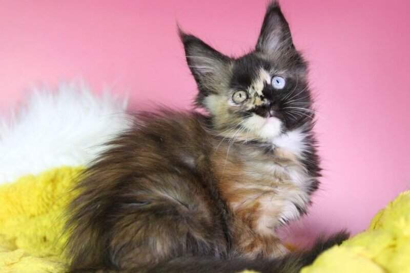 Flora Maine Coon female, black tortie