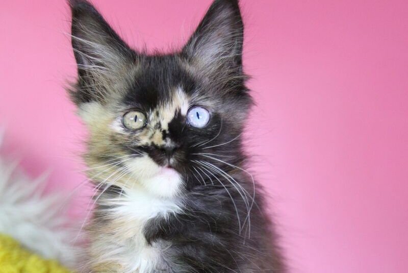 Flora Maine Coon female, black tortie
