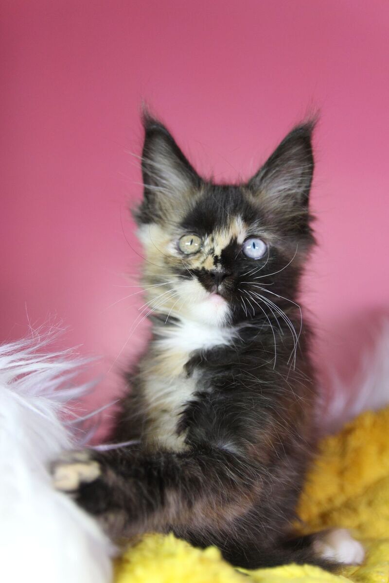 Flora Maine Coon female, black tortie