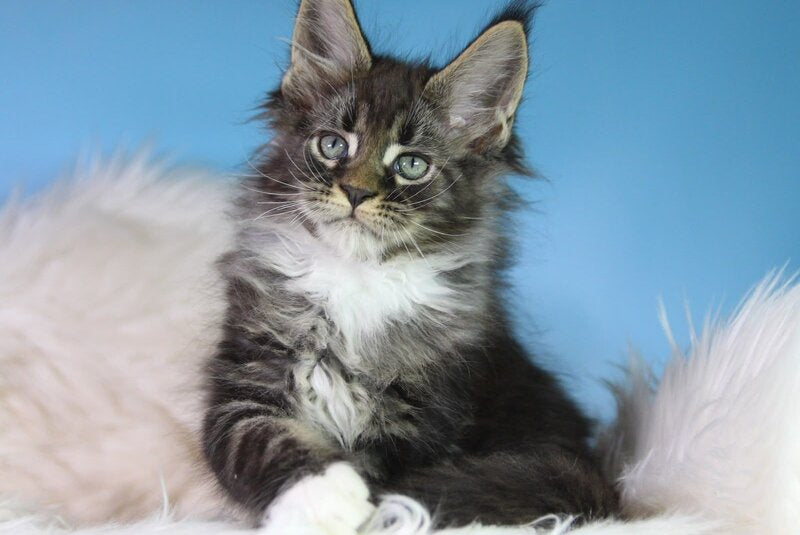 Forest Maine Coon male, black tabby bicolour