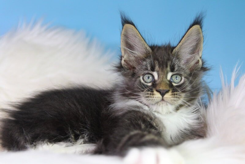 Forest Maine Coon male, black tabby bicolour