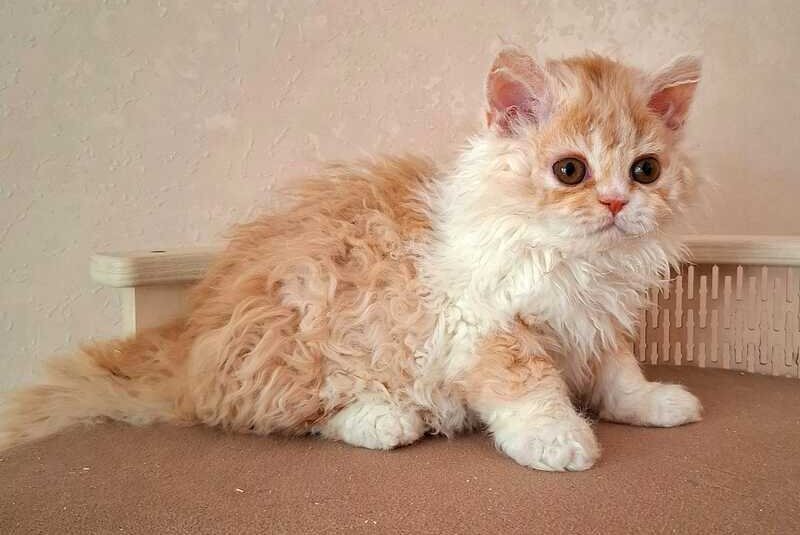 Platosha Selkirk Rex male, red bicolour