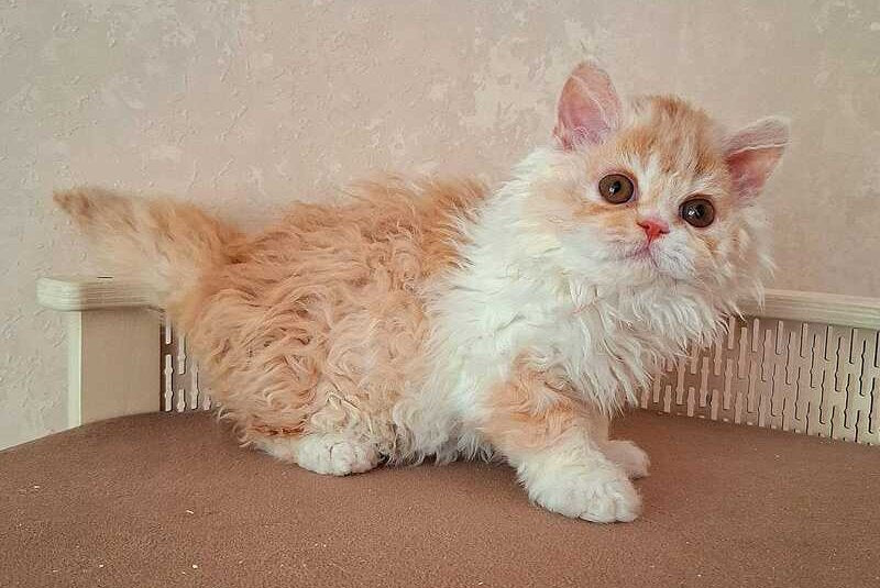 Platosha Selkirk Rex male, red bicolour
