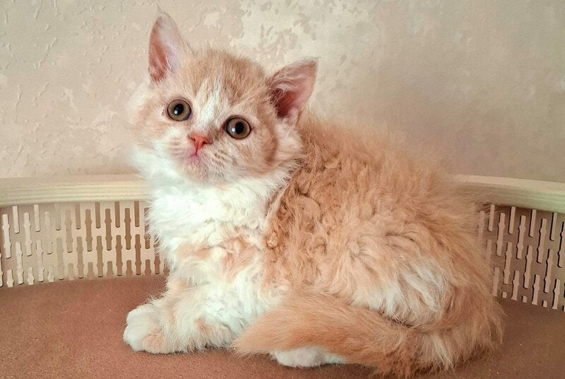 Picasso Selkirk Rex male, cream bicolour