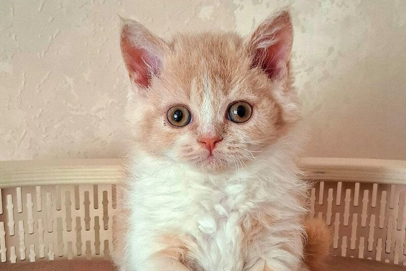 Picasso Selkirk Rex male, cream bicolour