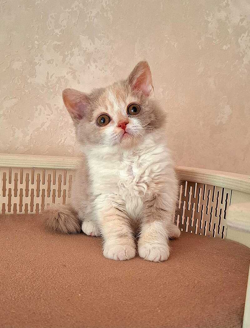 Paulina Selkirk Rex female fawn tortie bicolour - live animals