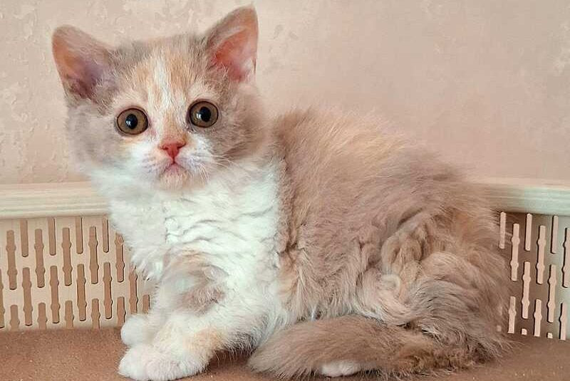 Paulina Selkirk Rex female, fawn tortie bicolour
