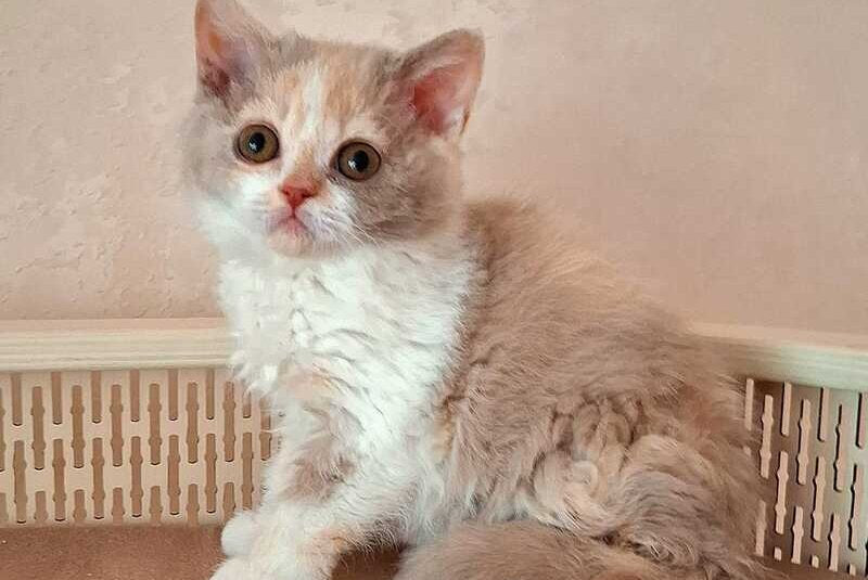 Paulina Selkirk Rex female, fawn tortie bicolour