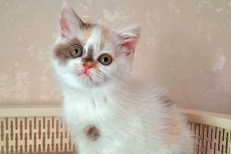 Patricia Selkirk Rex female, chocolate tortie harlequin