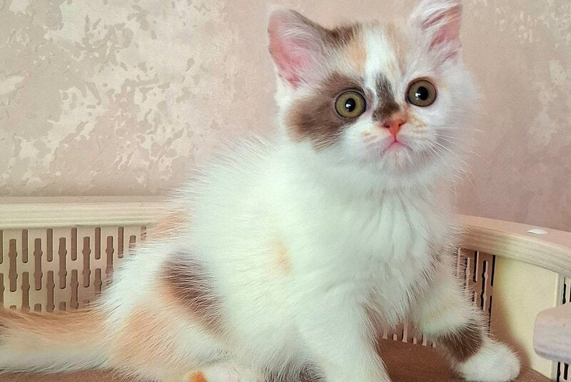 Patricia Selkirk Rex female, chocolate tortie harlequin