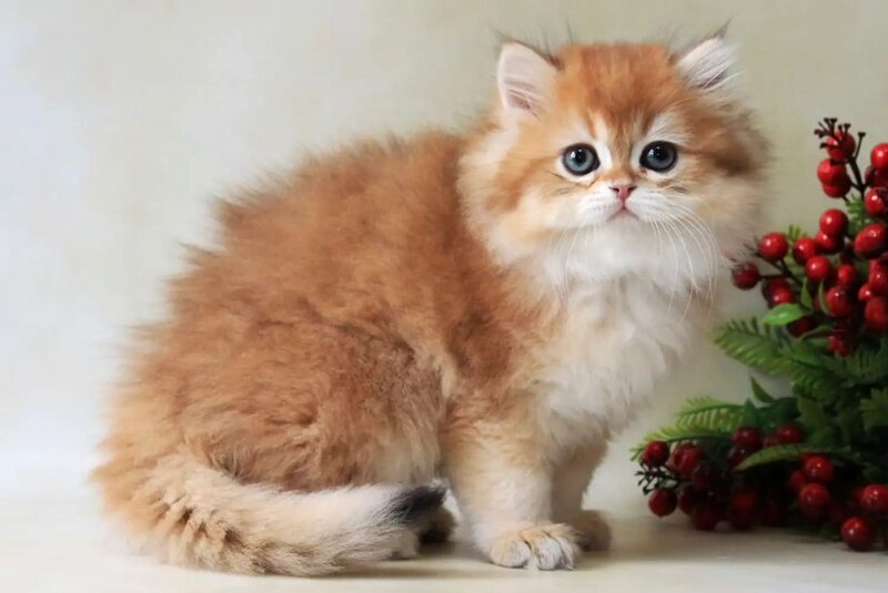 Yavor British Longhair female, black golden chinchilla