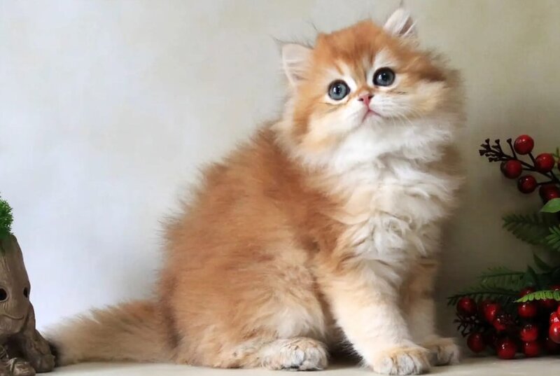 Yavor British Longhair female, black golden chinchilla