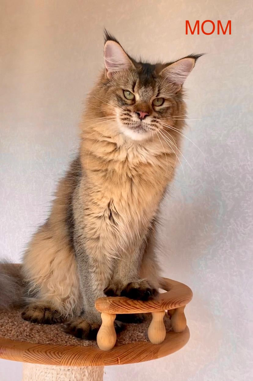 Diva Maine Coon female, tortie ticked tabby