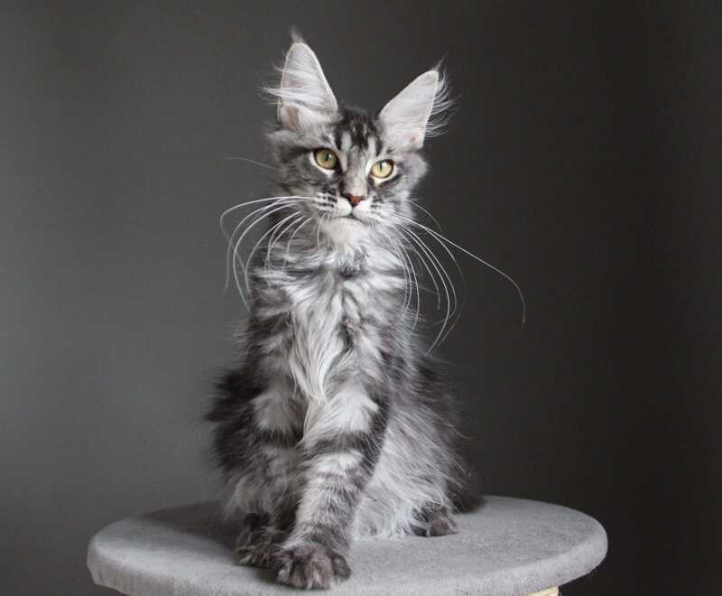Cameron Maine Coon male, black silver tabby