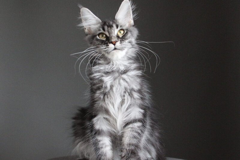 Cameron Maine Coon male, black silver tabby